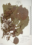 中文名:茄苳(S048375)學名:Bischofia javanica Blume(S048375)中文別名:重陽木英文名:Autumn Maple Tree, Red Cedar