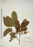 中文名:茄苳(S049800)學名:Bischofia javanica Blume(S049800)中文別名:重陽木英文名:Autumn Maple Tree, Red Cedar