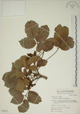 中文名:茄苳(S049812)學名:Bischofia javanica Blume(S049812)中文別名:重陽木英文名:Autumn Maple Tree, Red Cedar