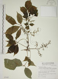 中文名:茄苳(S077427)學名:Bischofia javanica Blume(S077427)中文別名:重陽木英文名:Autumn Maple Tree, Red Cedar