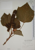 中文名:野桐(S000173)學名:Mallotus japonicus (Thunb.) Muell.-Arg.(S000173)英文名:Japanese Mallotus