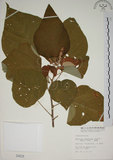 中文名:野桐(S000628)學名:Mallotus japonicus (Thunb.) Muell.-Arg.(S000628)英文名:Japanese Mallotus