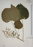 中文名:野桐(S001249)學名:Mallotus japonicus (Thunb.) Muell.-Arg.(S001249)英文名:Japanese Mallotus