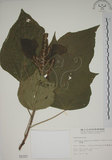 中文名:野桐(S002157)學名:Mallotus japonicus (Thunb.) Muell.-Arg.(S002157)英文名:Japanese Mallotus