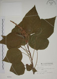 中文名:野桐(S002472)學名:Mallotus japonicus (Thunb.) Muell.-Arg.(S002472)英文名:Japanese Mallotus