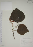 中文名:野桐(S007897)學名:Mallotus japonicus (Thunb.) Muell.-Arg.(S007897)英文名:Japanese Mallotus