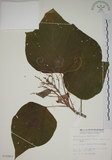 中文名:野桐(S010983)學名:Mallotus japonicus (Thunb.) Muell.-Arg.(S010983)英文名:Japanese Mallotus
