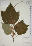 中文名:野桐(S013959)學名:Mallotus japonicus (Thunb.) Muell.-Arg.(S013959)英文名:Japanese Mallotus