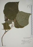 中文名:野桐(S021750)學名:Mallotus japonicus (Thunb.) Muell.-Arg.(S021750)英文名:Japanese Mallotus