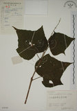 中文名:野桐(S059540)學名:Mallotus japonicus (Thunb.) Muell.-Arg.(S059540)英文名:Japanese Mallotus