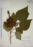 中文名:野桐(S068833)學名:Mallotus japonicus (Thunb.) Muell.-Arg.(S068833)英文名:Japanese Mallotus