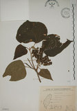 中文名:野桐(S076072)學名:Mallotus japonicus (Thunb.) Muell.-Arg.(S076072)英文名:Japanese Mallotus