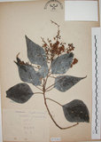 中文名:白匏子(S073363)學名:Mallotus paniculatus (Lam.) Muell.-Arg.(S073363)英文名:Turn-in-the-wind