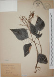 中文名:白匏子(S073383)學名:Mallotus paniculatus (Lam.) Muell.-Arg.(S073383)英文名:Turn-in-the-wind