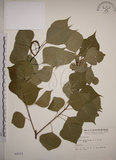 中文名:烏臼(S002515)學名:Sapium sebiferum (L.) Roxb.(S002515)中文別名:木油樹