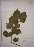 中文名:烏臼(S002516)學名:Sapium sebiferum (L.) Roxb.(S002516)中文別名:木油樹