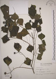 中文名:烏臼(S003216)學名:Sapium sebiferum (L.) Roxb.(S003216)中文別名:木油樹