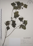 中文名:烏臼(S003217)學名:Sapium sebiferum (L.) Roxb.(S003217)中文別名:木油樹
