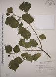 中文名:烏臼(S003489)學名:Sapium sebiferum (L.) Roxb.(S003489)中文別名:木油樹