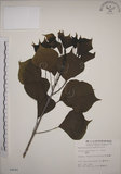 中文名:烏臼(S004644)學名:Sapium sebiferum (L.) Roxb.(S004644)中文別名:木油樹