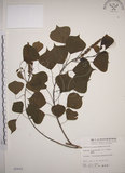 中文名:烏臼(S005802)學名:Sapium sebiferum (L.) Roxb.(S005802)中文別名:木油樹