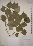 中文名:烏臼(S013397)學名:Sapium sebiferum (L.) Roxb.(S013397)中文別名:木油樹