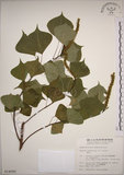 中文名:烏臼(S014089)學名:Sapium sebiferum (L.) Roxb.(S014089)中文別名:木油樹