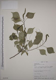 中文名:烏臼(S016034)學名:Sapium sebiferum (L.) Roxb.(S016034)中文別名:木油樹