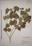 中文名:烏臼(S017798)學名:Sapium sebiferum (L.) Roxb.(S017798)中文別名:木油樹