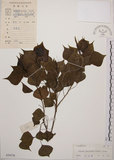 中文名:烏臼(S030376)學名:Sapium sebiferum (L.) Roxb.(S030376)中文別名:木油樹