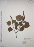 中文名:烏臼(S037037)學名:Sapium sebiferum (L.) Roxb.(S037037)中文別名:木油樹