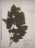 中文名:烏臼(S043326)學名:Sapium sebiferum (L.) Roxb.(S043326)中文別名:木油樹