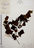 中文名:烏臼(S044459)學名:Sapium sebiferum (L.) Roxb.(S044459)中文別名:木油樹