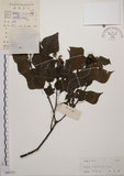 中文名:烏臼(S045711)學名:Sapium sebiferum (L.) Roxb.(S045711)中文別名:木油樹