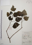 中文名:烏臼(S051572)學名:Sapium sebiferum (L.) Roxb.(S051572)中文別名:木油樹