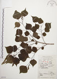 中文名:烏臼(S052710)學名:Sapium sebiferum (L.) Roxb.(S052710)中文別名:木油樹