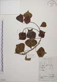中文名:烏臼(S053257)學名:Sapium sebiferum (L.) Roxb.(S053257)中文別名:木油樹