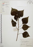 中文名:烏臼(S058276)學名:Sapium sebiferum (L.) Roxb.(S058276)中文別名:木油樹