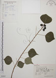 中文名:烏臼(S060807)學名:Sapium sebiferum (L.) Roxb.(S060807)中文別名:木油樹