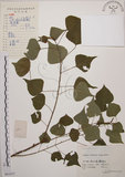 中文名:烏臼(S061677)學名:Sapium sebiferum (L.) Roxb.(S061677)中文別名:木油樹