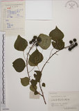 中文名:烏臼(S062086)學名:Sapium sebiferum (L.) Roxb.(S062086)中文別名:木油樹