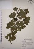 中文名:烏臼(S065257)學名:Sapium sebiferum (L.) Roxb.(S065257)中文別名:木油樹
