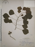 中文名:烏臼(S071639)學名:Sapium sebiferum (L.) Roxb.(S071639)中文別名:木油樹