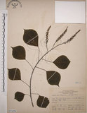 中文名:烏臼(S071658)學名:Sapium sebiferum (L.) Roxb.(S071658)中文別名:木油樹