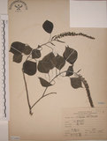中文名:烏臼(S071660)學名:Sapium sebiferum (L.) Roxb.(S071660)中文別名:木油樹