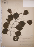 中文名:烏臼(S071661)學名:Sapium sebiferum (L.) Roxb.(S071661)中文別名:木油樹