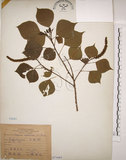 中文名:烏臼(S071663)學名:Sapium sebiferum (L.) Roxb.(S071663)中文別名:木油樹