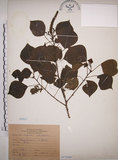 中文名:烏臼(S073368)學名:Sapium sebiferum (L.) Roxb.(S073368)中文別名:木油樹