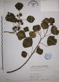 中文名:烏臼(S075111)學名:Sapium sebiferum (L.) Roxb.(S075111)中文別名:木油樹