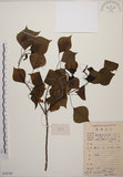 中文名:烏臼(S078759)學名:Sapium sebiferum (L.) Roxb.(S078759)中文別名:木油樹